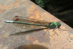 アサヒナカワトンボ