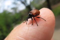 アシナガオトシブミ