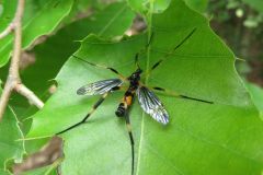 ベッコウガガンボ