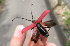 ベニカミキリ