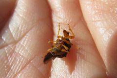 ヒメゴマダラオトシブミ