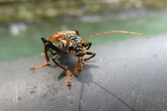 ジョウカイボン