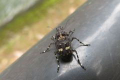 カオジロヒゲナガゾウムシ