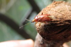 コブヒゲカスミカメ