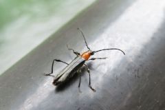 クビアカモモブトホソカミキリ