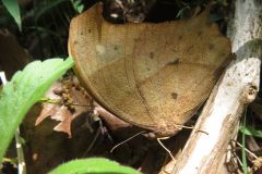 クロコノマチョウ