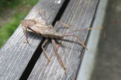 オオトビサシガメ