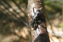 シラケトラカミキリ