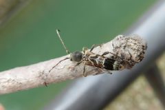 スギノアカネトラカミキリ