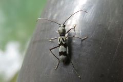 トゲヒゲトラカミキリ