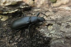 ユミアシゴミムシダマシ