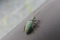 ヒラズネヒゲボソゾウムシ