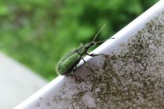 クチブトヒゲボソゾウムシ