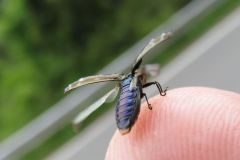 シロオビナカボソタマムシ