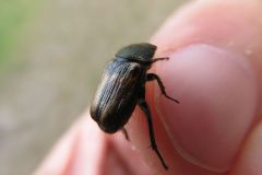 カタモンコガネ
