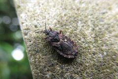 トビイロオオヒラタカメムシ