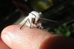 アカハラゴマダラヒトリ