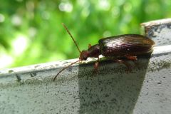 フジナガハムシダマシ