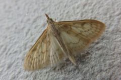 ホシオビホソノメイガ