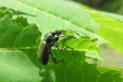 ケブカトゲアシクチブトゾウムシ