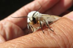 キハラゴマダラヒトリ