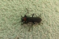 クビアカジョウカイ