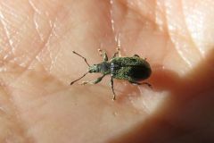 クチブトヒゲボソゾウムシ
