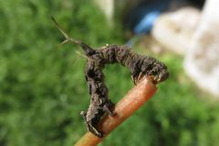 クロモンキリバエダシャクの幼虫