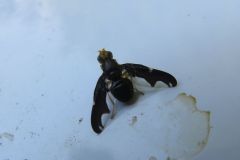 ナミガタハマダラミバエ