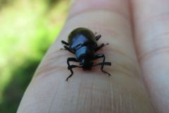 ルリツヤヒメキマワリモドキ