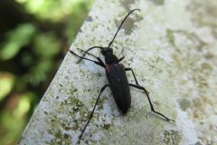 ツヤケシハナカミキリ