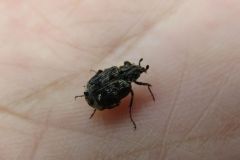 ヒラタハナムグリ