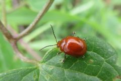 オオアカマルノミハムシ