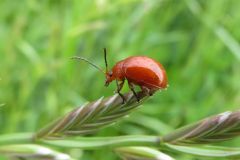 オオアカマルノミハムシ