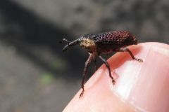 ホホジロアシナガゾウムシ