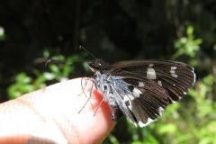 ダイミョウセセリ