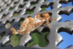 ウスイロギンモンシャチホコ