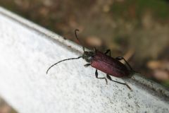 ヒメスギカミキリ