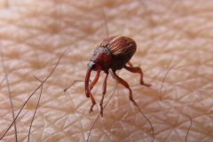 ツツジトゲムネサルゾウムシ