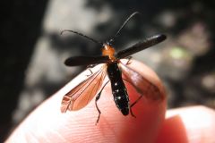 クビアカモモブトホソカミキリ