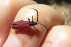 クシヒゲベニボタル