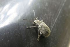 ニホンケブカサルハムシ