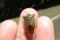 セアカツノカメムシ