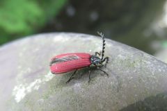 カクムネベニボタル