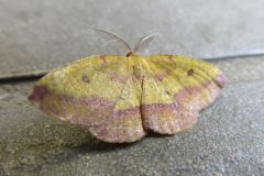 ウラベニエダシャク