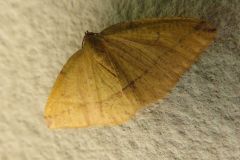 ウラベニエダシャク