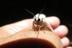 アカハラゴマダラヒトリ