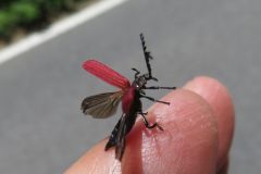 カクムネベニボタル
