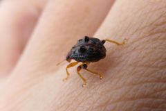 ヒメゴマダラオトシブミ