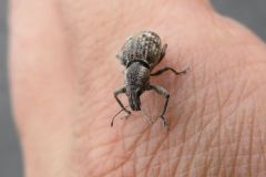 ワモンヒョウタンゾウムシ